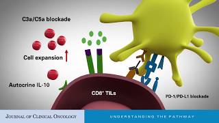 Interleukin10 An ImmuneActivating Cytokine in Cancer Immunotherapy [upl. by Rochester]