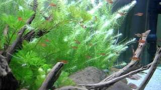 Rio das Mortes biotope aquarium [upl. by Morgun]