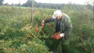 Harvesting the best thornless rosehips in the world [upl. by Lahcsap]