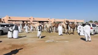 Al Ain Emirats Arabes Unis Camel market  Marché aux chameaux [upl. by Freudberg]