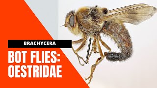 VET PARA 1  Bot flies Diptera OESTRIDAE  Chapter 525 Student Output [upl. by Spragens]