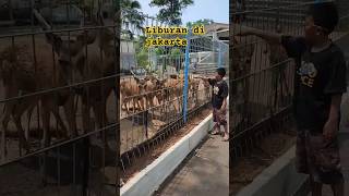 Fauna land echo park faunaland ecopark kebunbinatang fypシ゚ ytshorts lagisantaikawan [upl. by Hannahs]