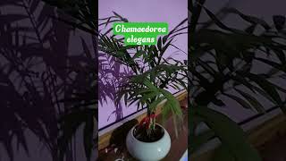 Chamaedorea elegans cute plant garden [upl. by Gney]