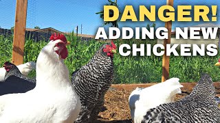 Are My Chickens in Danger Adding New Chickens to Old Flock [upl. by Hannaoj]