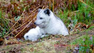 🌨 Discover the Secret of the Arctic Fox  Master of Frozen Survival [upl. by Guyer222]