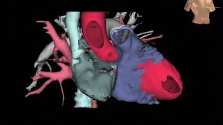 DIF Heart animation [upl. by Janaye]