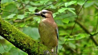 Eurasian Jay Bird in Summer [upl. by Peri]