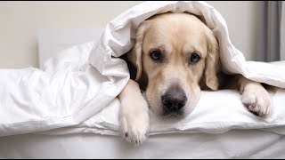 Tips for Managing Canine Incontinence [upl. by Collum]