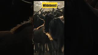 Wildebeest  gnu  sapi liar afrika akan melintasi bahaya [upl. by Geraud]