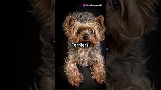 Fun facts about Yorkshire Terriers shorts dogs dog doglover yorkshireterrier [upl. by Kaliski]