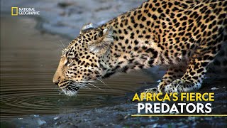 Africa’s Fierce Predators  Africas Deadliest  हिंदी  Full Episode  S2  E3  Nat Geo [upl. by Folsom]