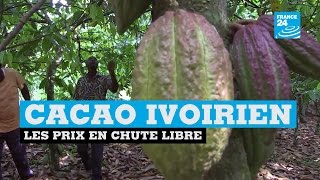 Le cacao ivoirien en chute libre [upl. by Oinimreh]