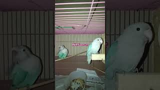 buggies buggie bugies budggies budgies buggie birds birdslover bird ytytviralyytytshort [upl. by Giannini]