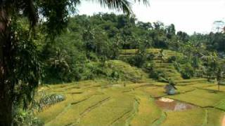 Rondreis Indonesië Java en Bali [upl. by Carrel]