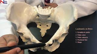 Female Pelvis  Practical Explanation  English  Nursing Lecture [upl. by Aima]