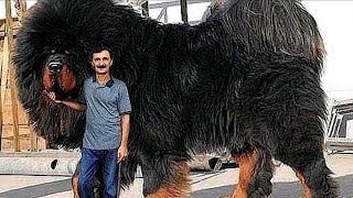 Top 10 BIGGEST Dog Breeds IN THE WORLD [upl. by Ibrek]