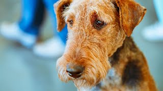 Airedale Terriers Training for Weight Pulling [upl. by Htims]