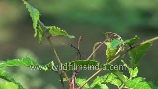 Explore benefits and uses of Neem  Trees of India [upl. by Schwerin]