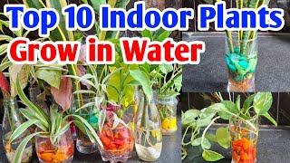 Top 10 indoor plants grow in water  Decorative plants in water lipshaworld indoorplants [upl. by Sayers]