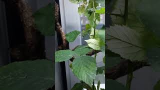 phyllium giganteum Großes Wandelndes Blatt  L5 im großen Terrarium [upl. by Haduj]