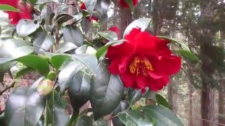 Growing Camellia japonica in Canada [upl. by Valenba]