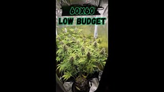 Stabiler 60x60 Low Budget Indoor Cannabis Grow laut CanG  Viparspectra LED  shorts [upl. by Marpet]