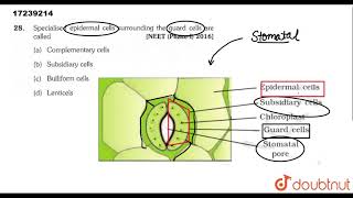 Specialised epidermal cells surrounding the guard cells are called [upl. by Scholem113]