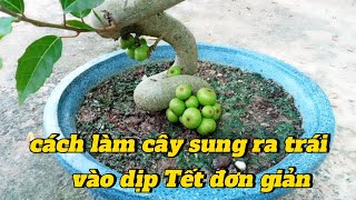 cách làm cây sung ra trái vào dịp Tết [upl. by Mychael]