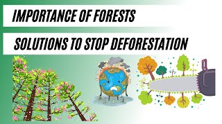 Why Forests are Important in 2023  Causes and Effects of Deforestation  Deforestation Solutions [upl. by Naghem]