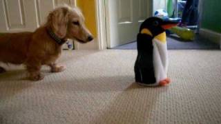 Dachshund Vs Penguin [upl. by Newcomb]