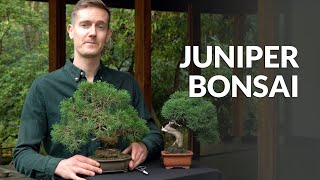 Juniper Bonsai tree care [upl. by Naryt209]