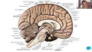 New Cognitive Science Group  10week course begins 7 August [upl. by Leumhs]