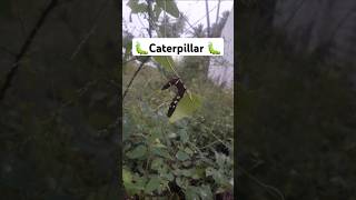 Moth Caterpillar caterpillar shortsfeed [upl. by Akirehc]