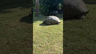 Aldabra tortoiseAustralia Zoo australianwildlife tortoise [upl. by Blount849]