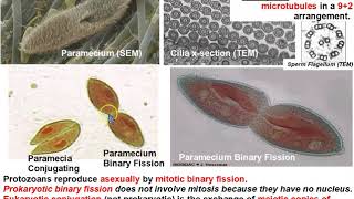 CiliaFlagella Structure Protozoan Reproduction Conjugation amp Phylum Zoomastigina [upl. by Gonagle728]