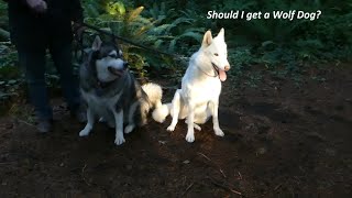 Should I get a wolf dog Part 1 [upl. by Smiga]