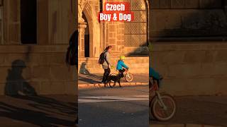 Czech boy dog town travel doglover trending bike cathedral prague czechrepublic petsdogs [upl. by Elata]