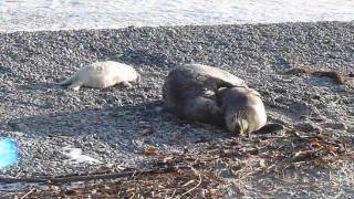 Paarung der Kegelrobben am Nordseestrand [upl. by Doi]