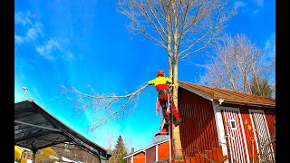 Tämä kohde meinasi aiheuttaa harmaita hiuksia Pro Finnish Lumberjack And Echo CS2511TES Chainsaw [upl. by Keenan160]