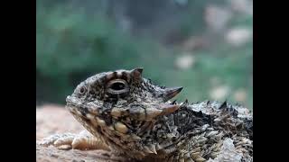 Double flipping Snakes and lizards in Menifee Herping SoCal [upl. by Levins35]