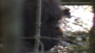 Bigfoot Video Claims 2013 Footage Evidence Claimed By Researchers In New Video [upl. by Quiteri]