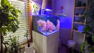 The SIMPLEST Reef Tank Youve EVER Seen No Skimmer No Sump No Dosing [upl. by Tila]