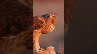 Eagle क्यों अपना चोंच तोड़ देता है🤔 रोचकfactsshorts facts animalfacts worldwildfacto [upl. by Mile]