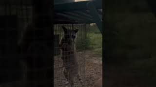 UNSTOPPABLE RACCOON so much for the varmint prevention Texas hunting bowhunting raccoon vlog [upl. by Nho]