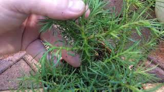 Cryptomeria Japonica Cuttings amp Seed Grown from eBay [upl. by Sualohcin]