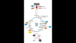 Krebs Cycle  Kreb Cycle  TCA Cycle  Citric Acid Cycle  Cellular Respiration [upl. by Nede]