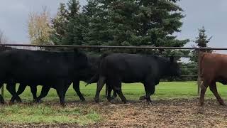 2022 SimAngus cross bred heifers [upl. by Yordan]