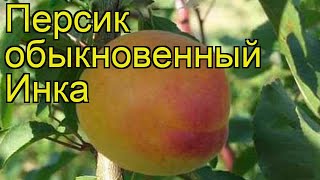 Персик обыкновенный Инка Краткий обзор описание характеристик prunus persica Inka [upl. by Atarman726]