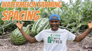 Maximize your Watermelon farming yield Master spacing and the best furrows design [upl. by Hoseia]