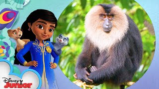 LionTailed Macaque  Disney Animals  disneyjunior [upl. by Leibrag]